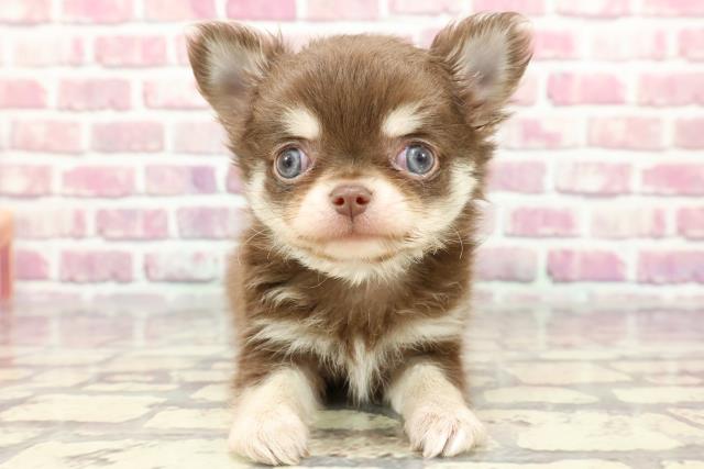 東京都のチワワ(ロング) (Coo&RIKU中野サンモール店/2024年3月30日生まれ/男の子/チョコレートタン)の子犬