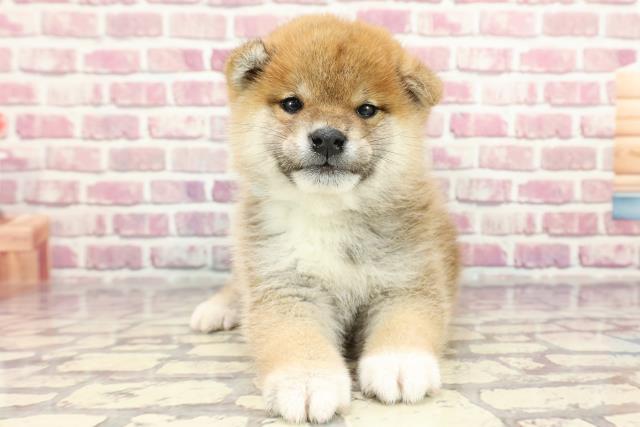 北海道の柴犬(標準サイズ) (Coo&RIKU札幌東店/2024年3月31日生まれ/男の子/赤)の子犬