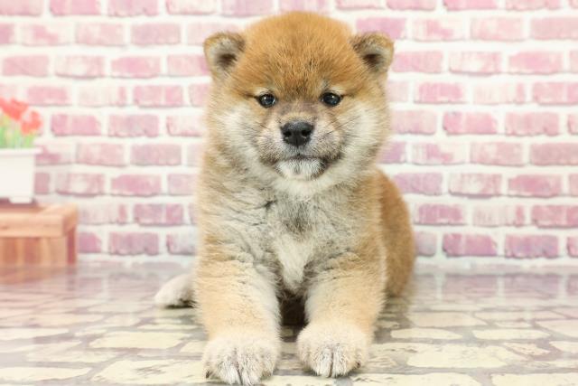 北海道の柴犬(標準サイズ) (Coo&RIKU岩見沢店/2024年3月31日生まれ/女の子/赤)の子犬