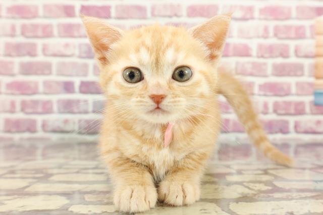 北海道のマンチカン (Coo&RIKU帯広店/2024年4月1日生まれ/女の子/クリームタビー)の子猫