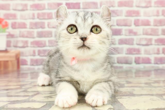 神奈川県のアメリカンカール (Coo&RIKU江の島店/2024年2月21日生まれ/女の子/シルバーパッチドタビー)の子猫