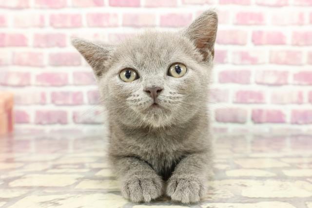 北海道のブリティッシュショートヘアー (Coo&RIKU函館店/2024年3月24日生まれ/女の子/ブルー)の子猫