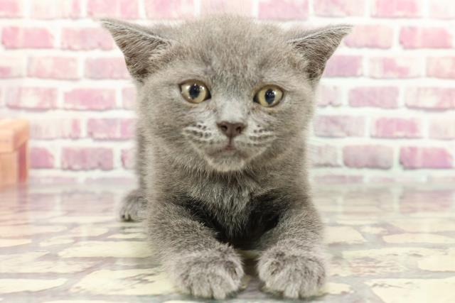 宮城県のブリティッシュショートヘアー (Coo&RIKU仙台太白店/2024年3月24日生まれ/女の子/ブルー)の子猫