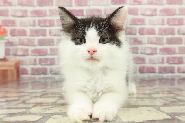 北海道のノルウェージャンフォレストキャット (Coo&RIKU函館店/2024年3月18日生まれ/男の子/ブラックホワイト)の子猫