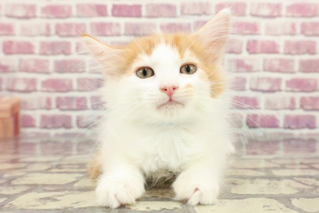 北海道のノルウェージャンフォレストキャット (Coo&RIKU札幌西店/2024年3月18日生まれ/男の子/レッドタビーホワイト)の子猫