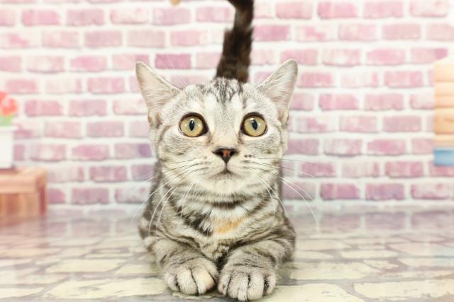北海道のスコティッシュフォールド (Coo&RIKU函館店/2023年12月27日生まれ/女の子/シルバーパッチドタビー)の子猫