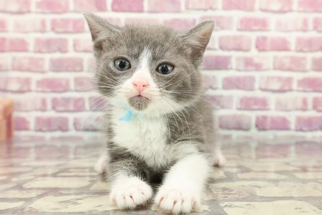 青森県のスコティッシュフォールド (Coo&RIKU青森店/2024年3月25日生まれ/男の子/ブルーホワイト)の子猫