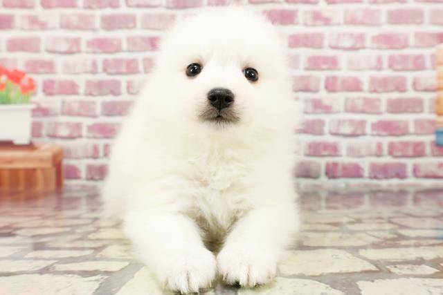新潟県の日本スピッツ (Coo&RIKU新潟西店/2024年4月1日生まれ/男の子/ホワイト)の子犬