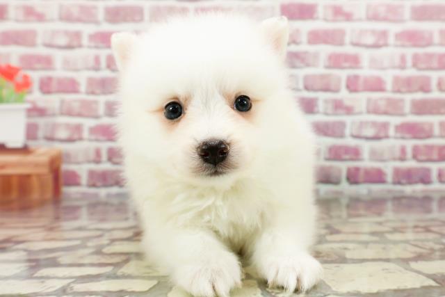 新潟県の日本スピッツ (Coo&RIKU上越店/2024年4月1日生まれ/男の子/ホワイト)の子犬