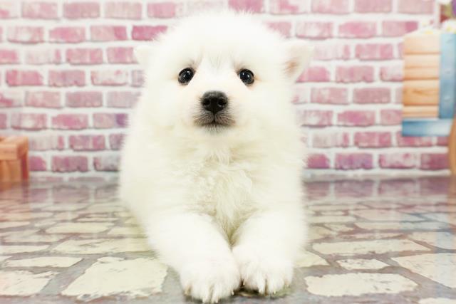 石川県の日本スピッツ (Coo&RIKU金沢店/2024年4月1日生まれ/女の子/ホワイト)の子犬