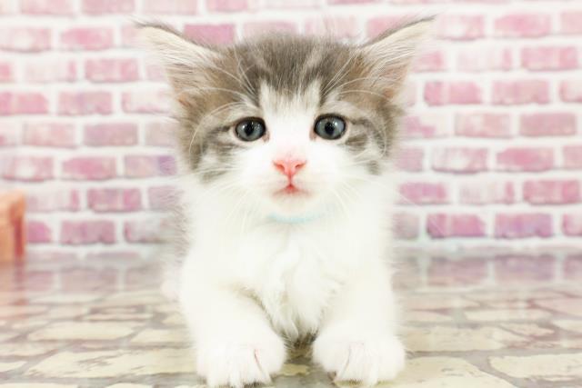 広島県のノルウェージャンフォレストキャット (Coo&RIKU広島北店/2024年4月1日生まれ/男の子/ブルータビーホワイト)の子猫