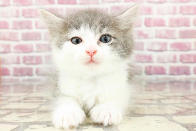 岡山県のノルウェージャンフォレストキャット (Coo&RIKU岡山店/2024年4月1日生まれ/男の子/ブルーホワイト)の子猫