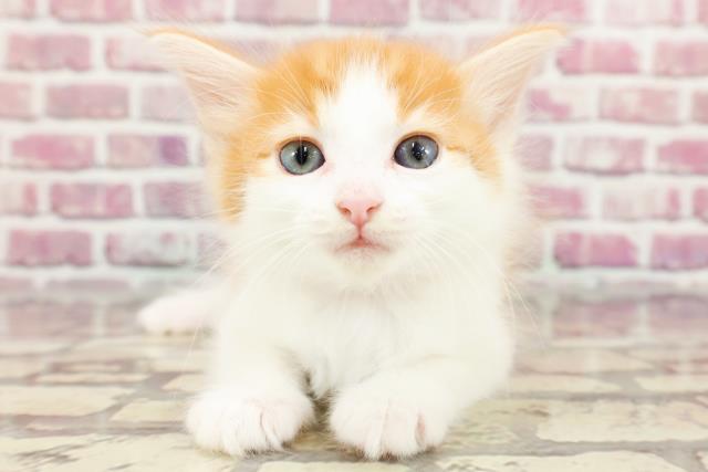 高知県のノルウェージャンフォレストキャット (Coo&RIKU高知御座店/2024年4月1日生まれ/女の子/レッドタビーホワイト)の子猫
