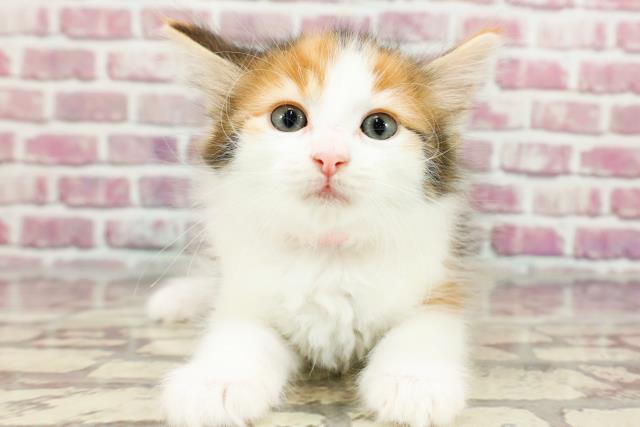 徳島県のノルウェージャンフォレストキャット (Coo&RIKU徳島店/2024年4月1日生まれ/女の子/ブラウンパッチドタビーホワイト)の子猫