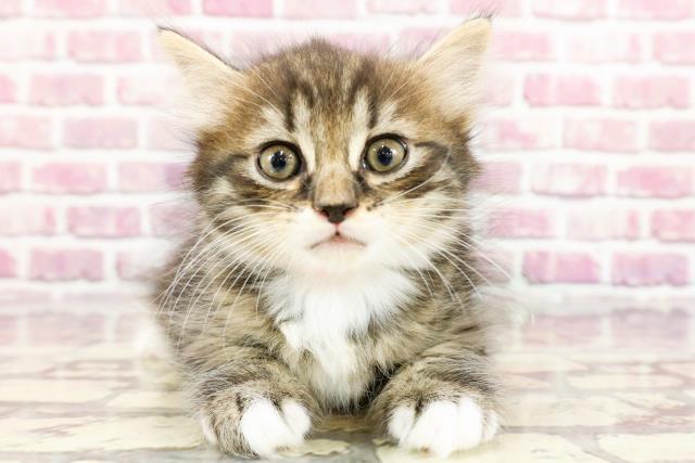 沖縄県のミヌエット (Coo&RIKUイオン北谷店/2024年4月2日生まれ/女の子/ブラウンマッカレルタビーホワイト)の子猫
