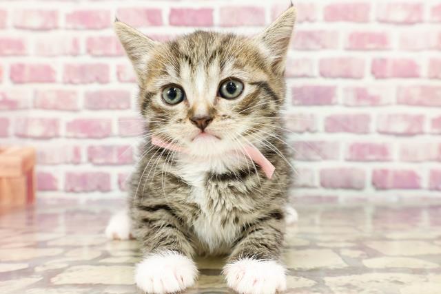 山形県のマンチカン (Coo&RIKUイオンタウン酒田店/2024年3月31日生まれ/女の子/ブラウンマッカレルタビーホワイト)の子猫