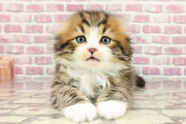 東京都のスコティッシュフォールド (Coo&RIKU中野サンモール店/2024年3月31日生まれ/男の子/ブラウンマッカレルタビーホワイト)の子猫