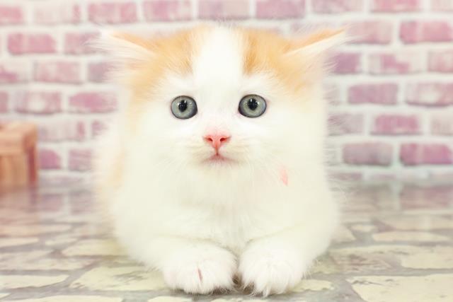 東京都のスコティッシュフォールド (Coo&RIKU中野サンモール店/2024年3月31日生まれ/女の子/キャリコ)の子猫