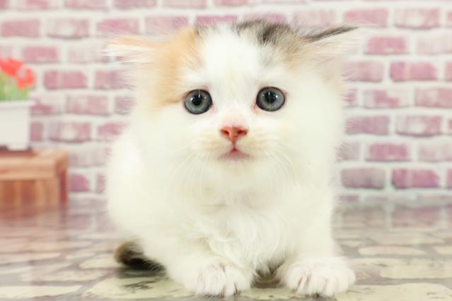 東京都のスコティッシュフォールド (Coo&RIKU阿佐ヶ谷店/2024年3月31日生まれ/女の子/ブラウンパッチドタビーホワイト)の子猫