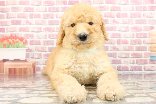神奈川県のスタンダードプードル (Coo&RIKU横須賀店/2024年3月25日生まれ/男の子/アプリコット)の子犬