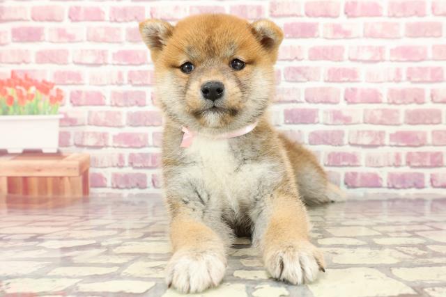 広島県の柴犬(標準サイズ) (Coo&RIKUゆめタウン大竹店/2024年3月31日生まれ/女の子/赤)の子犬