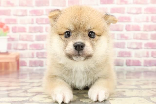 埼玉県のハーフ犬 (Coo&RIKUアニマルケアセンター大宮/2024年3月31日生まれ/男の子/レッド)の子犬