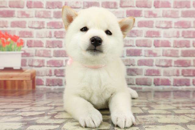 東京都の柴犬(標準サイズ) (Coo&RIKU浅草店/2024年4月2日生まれ/女の子/白)の子犬