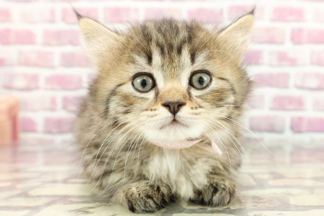 埼玉県のマンチカン (Coo&RIKUアニマルケアセンター大宮/2024年4月1日生まれ/女の子/ブラウンタビー)の子猫