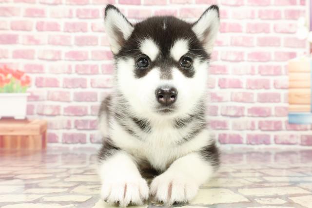 神奈川県のシベリアンハスキー (Coo&RIKU横須賀店/2024年4月1日生まれ/女の子/ブラックホワイト)の子犬