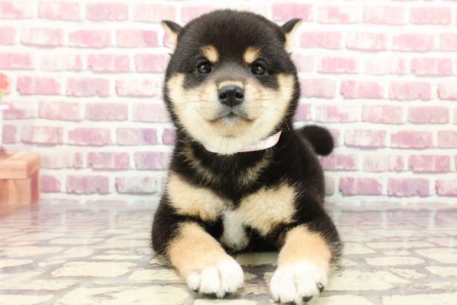 岡山県の柴犬(標準サイズ) (Coo&RIKU岡山店/2024年4月1日生まれ/女の子/黒)の子犬