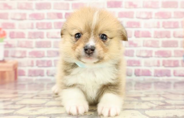 埼玉県のハーフ犬 (Coo&RIKUアニマルケアセンター大宮/2024年4月1日生まれ/男の子/レッドホワイト)の子犬