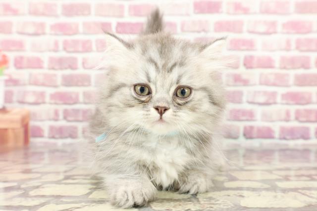 埼玉県のミヌエット (Coo&RIKUアニマルケアセンター大宮/2024年3月29日生まれ/男の子/シェーデットシルバー)の子猫
