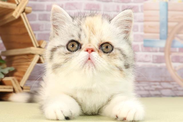 静岡県のエキゾチック (Coo&RIKU沼津店/2024年3月30日生まれ/女の子/シルバーパッチドタビーホワイト)の子猫