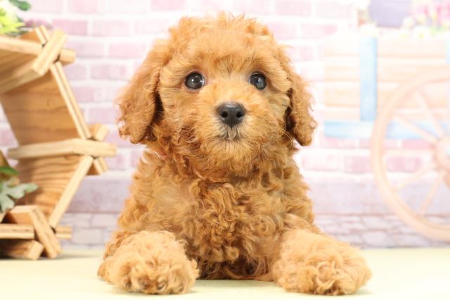 静岡県のトイプードル(トイ) (Coo&RIKU静岡SBS通り店/2024年4月1日生まれ/女の子/レッド)の子犬