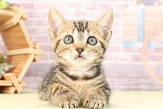 静岡県のマンチカン (Coo&RIKU浜松店/2024年3月25日生まれ/女の子/ブラウンタビー)の子猫