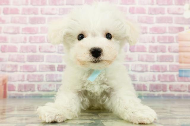 茨城県のビションフリーゼ (Coo&RIKUMEGAドン・キホーテ勝田店/2024年3月28日生まれ/男の子/ホワイト)の子犬
