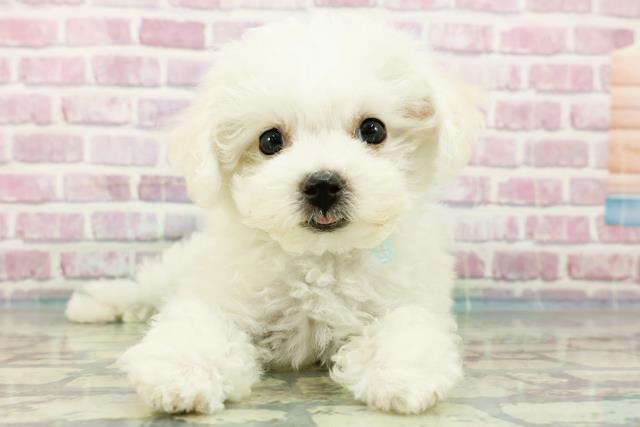茨城県のビションフリーゼ (Coo&RIKU石岡店/2024年3月29日生まれ/男の子/ホワイト)の子犬