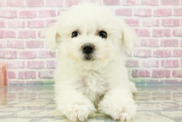 東京都のビションフリーゼ (Coo&RIKU立川店/2024年3月29日生まれ/男の子/ホワイト)の子犬