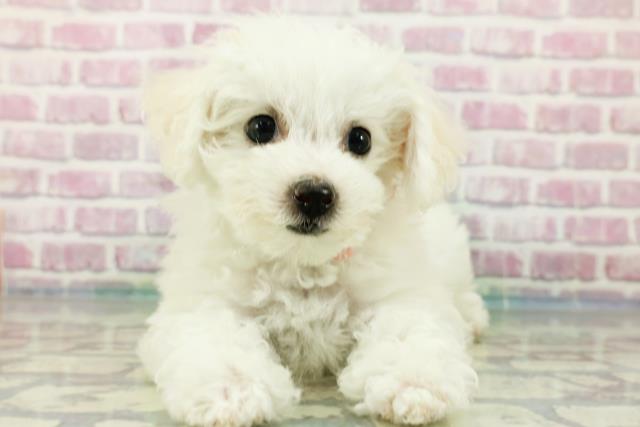 東京都のビションフリーゼ (Coo&RIKU練馬店/2024年3月29日生まれ/女の子/ホワイト)の子犬