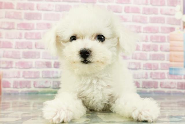 群馬県のビションフリーゼ (Coo&RIKU伊勢崎店/2024年3月29日生まれ/女の子/ホワイト)の子犬