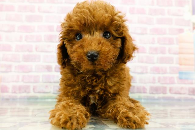 群馬県のトイプードル(トイ) (Coo&RIKU前橋店/2024年3月30日生まれ/男の子/レッド)の子犬