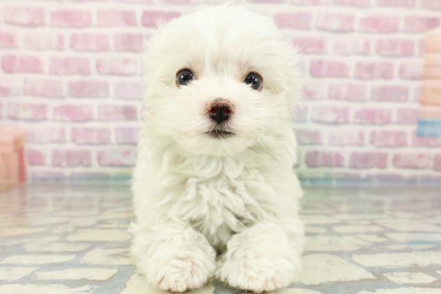 埼玉県のマルチーズ (Coo&RIKUヤオコー幸手店/2024年3月30日生まれ/男の子/ホワイト)の子犬