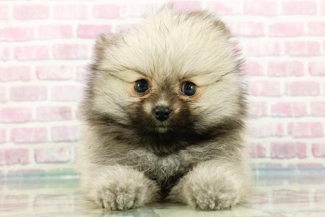 群馬県のポメラニアン (Coo&RIKU前橋店/2024年4月2日生まれ/女の子/ウルフセーブル)の子犬
