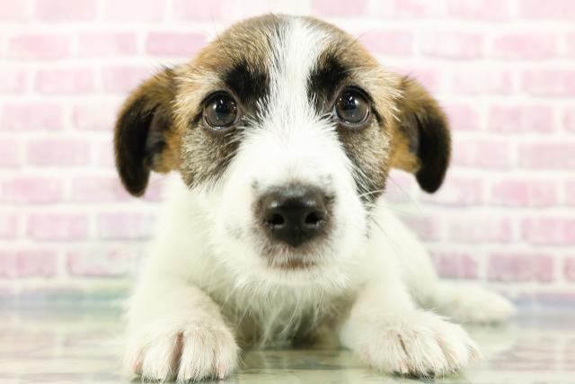 千葉県のジャックラッセルテリア (Coo&RIKUフレスポ稲毛店/2024年3月15日生まれ/女の子/ホワイトタン)の子犬