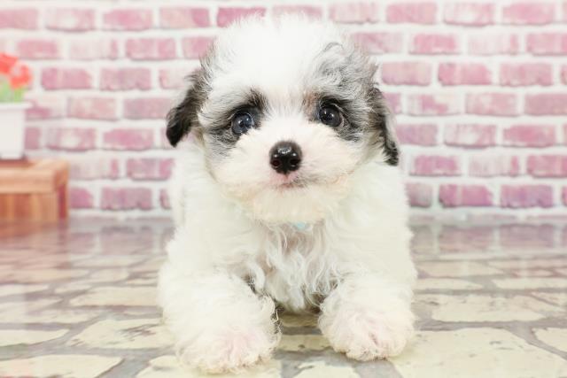 群馬県のチワプー/プーチー(チワワ×プードル) (Coo&RIKU前橋店/2024年4月1日生まれ/男の子/ホワイトブルーマール)の子犬