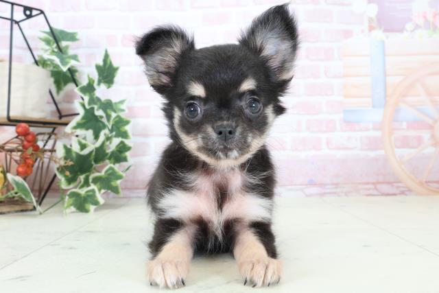 長崎県のチワワ(ロング) (Coo&RIKU大村店/2024年4月2日生まれ/女の子/ブラックタンホワイト)の子犬