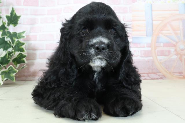 熊本県のアメリカンコッカースパニエル (Coo&RIKU熊本店/2024年4月2日生まれ/女の子/ブラックホワイト)の子犬