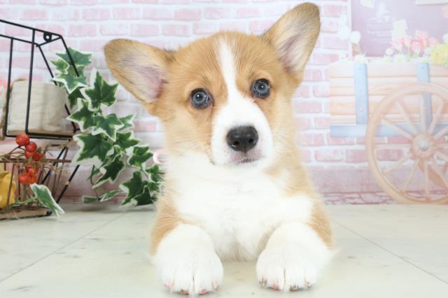 熊本県のウェルシュコーギーペンブローク (Coo&RIKUカリーノ玉名店/2024年4月3日生まれ/女の子/セーブルホワイト)の子犬