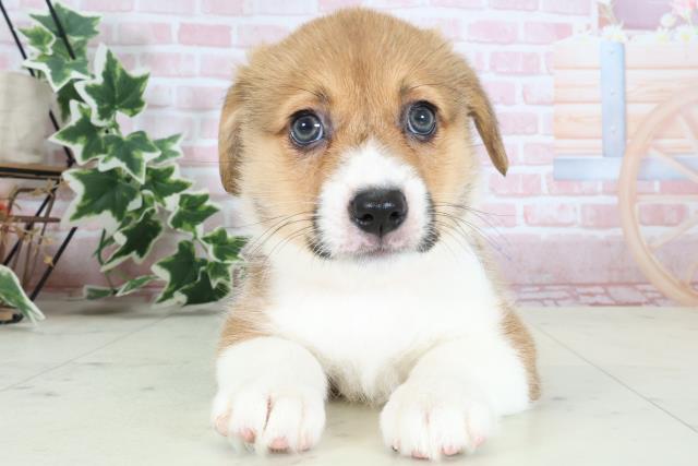 福岡県のウェルシュコーギーペンブローク (Coo&RIKU小倉店/2024年4月3日生まれ/女の子/セーブルホワイト)の子犬
