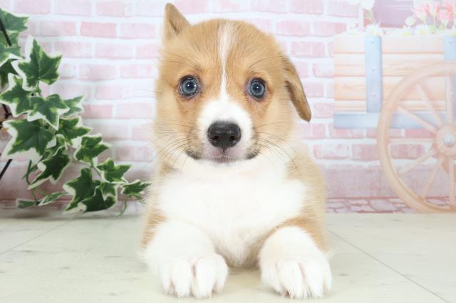 福岡県のウェルシュコーギーペンブローク (Coo&RIKU久留米店/2024年4月3日生まれ/女の子/セーブルホワイト)の子犬